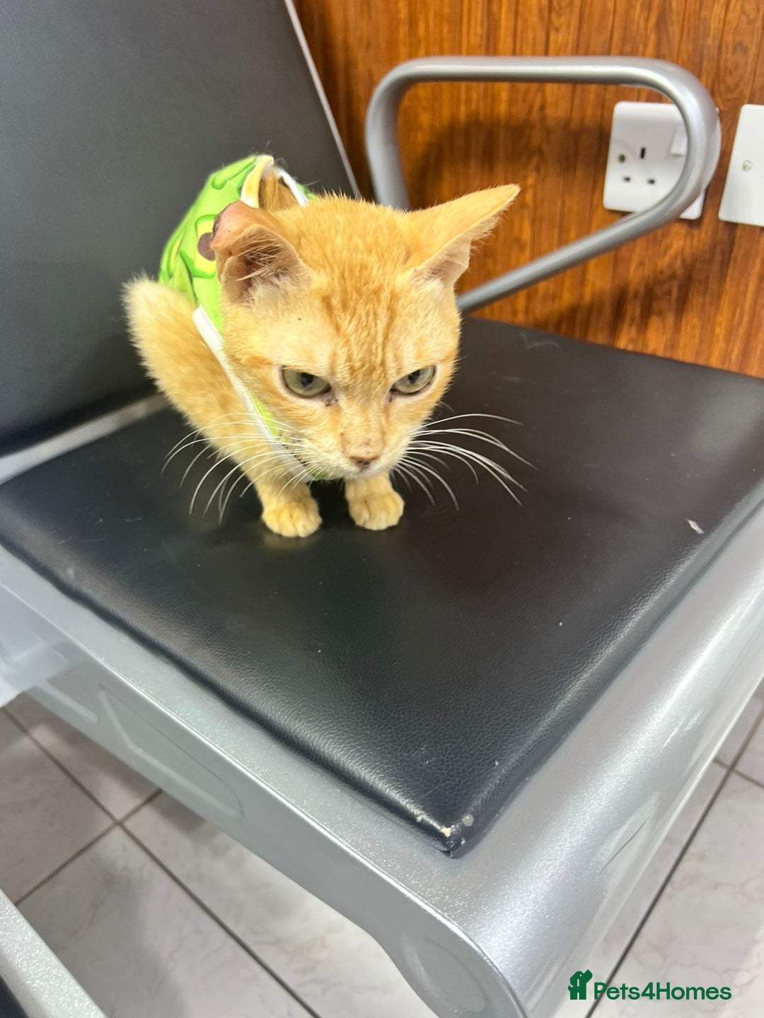Mixed Breed cats for adoption: RANIA - VERY SOFT GENTLE SPAYED  GIRL  - Image 3
