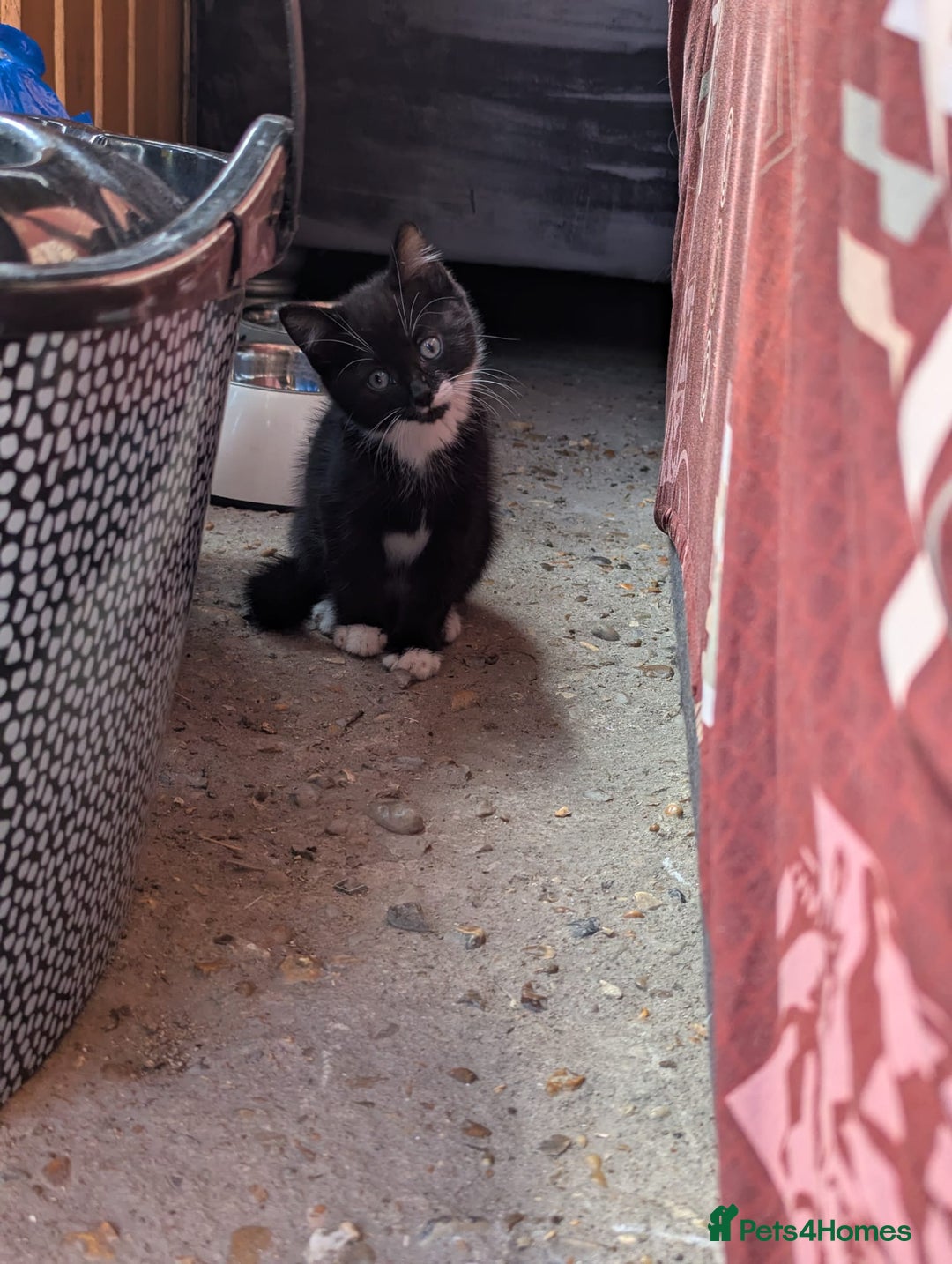 British Longhair cats for sale: Fluffy kittens very beautifull - Image 10