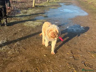 Cockapoo dogs Female cockapoo - Advert 2