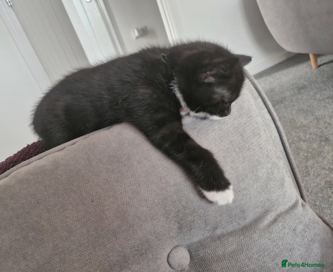 British Shorthair cats for sale: British Shorthair Mix Kittens - Image 17
