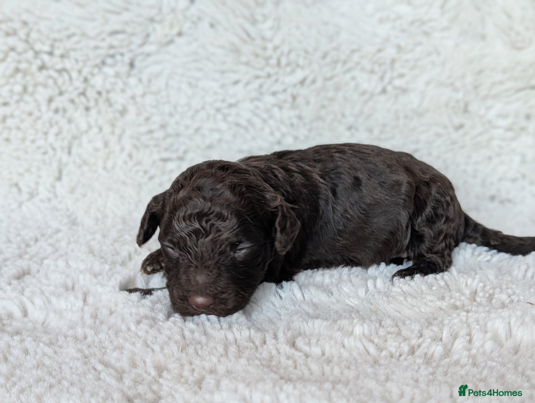 Cockapoo dogs for sale: PRA clear. Merle, Chocolate, Golden Cockapoo pups - Advert 2