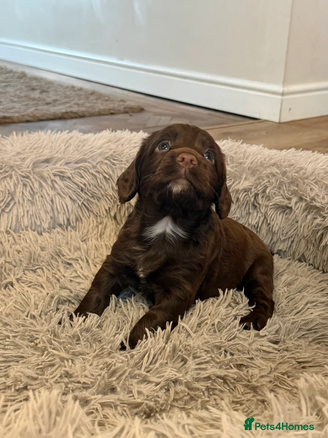 Cocker Spaniel dogs for sale: Working cocker spaniel pups  - Advert 10