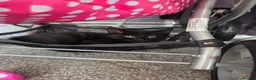 Mixed Breed cats for sale: Bengal cross bread female kitten in Stalybridge - Advert 3