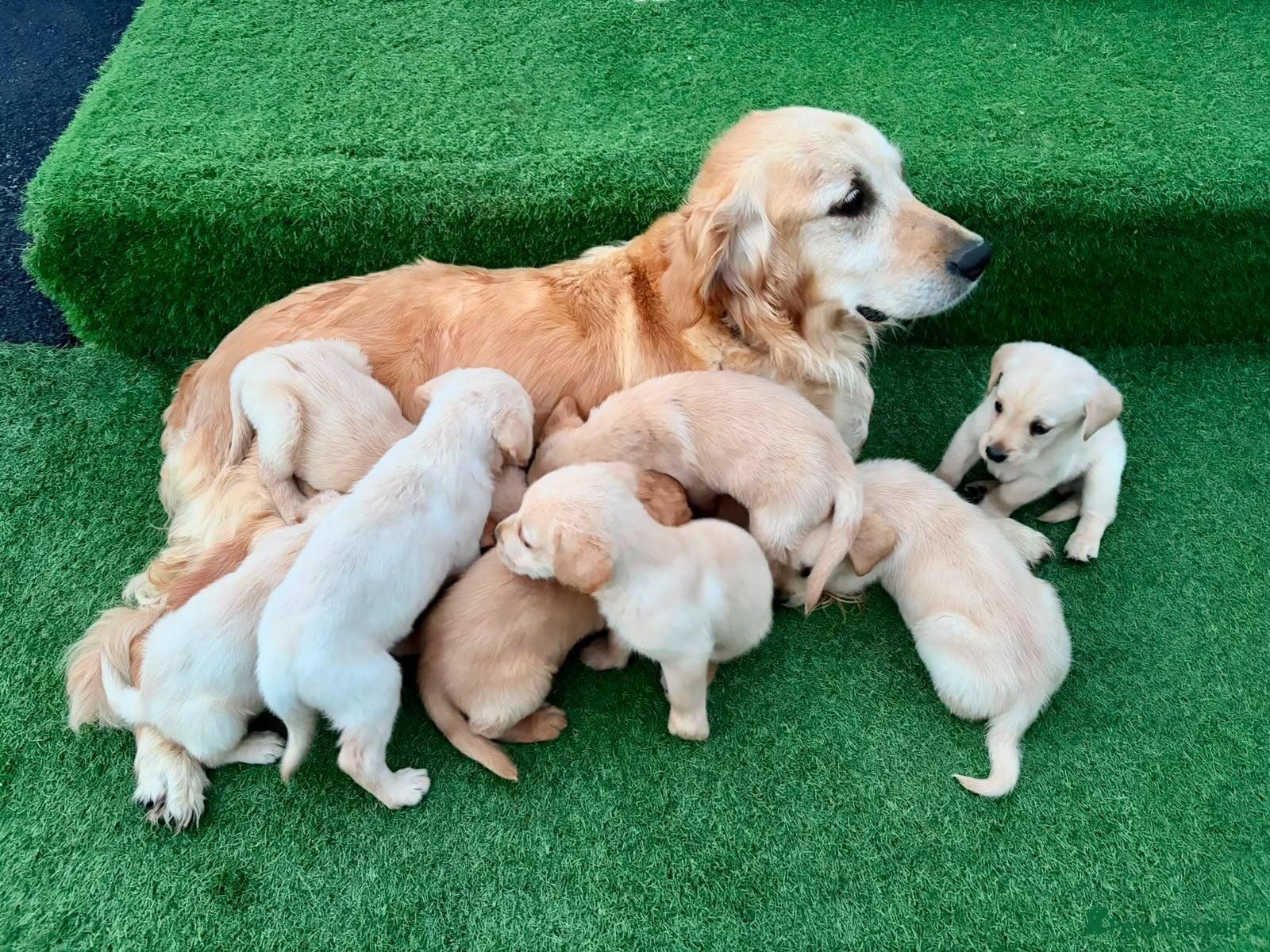 Goldador dogs Goldador puppies 9 available  - Advert 2