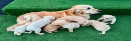 Goldador dogs for sale: Goldador puppies 9 available  - Advert 10