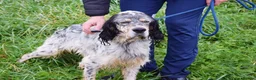 English Setter dogs for adoption: Balto - Advert 3
