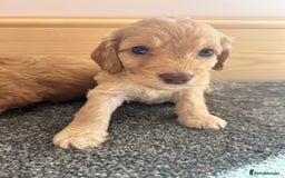 Cockapoo dogs for sale:  🐾F1 Cockapoo Puppies🐾READY NOW🐾 - Image 8