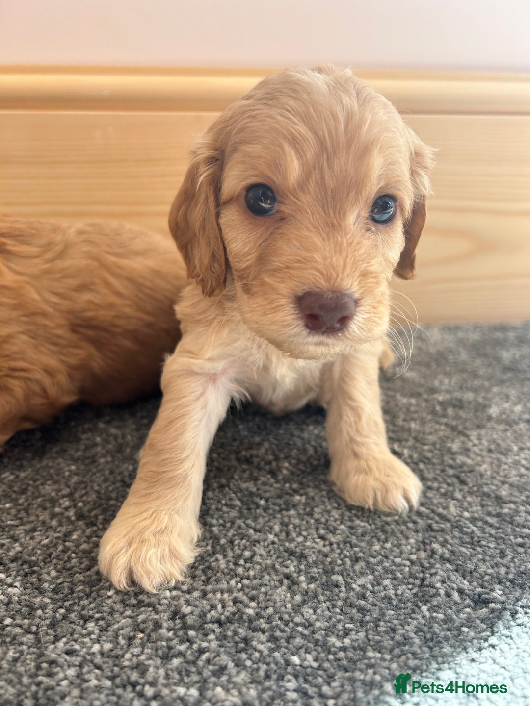 Cockapoo dogs for sale:  🐾F1 Cockapoo Puppies🐾READY NOW🐾 - Image 8