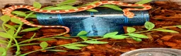 Corn Snake reptiles for sale: Cornsnakes forsale males females 2025 hatchlings  - Advert 5
