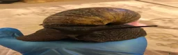 Snails invertebrates for sale: Large Ovum snails  - Advert 2