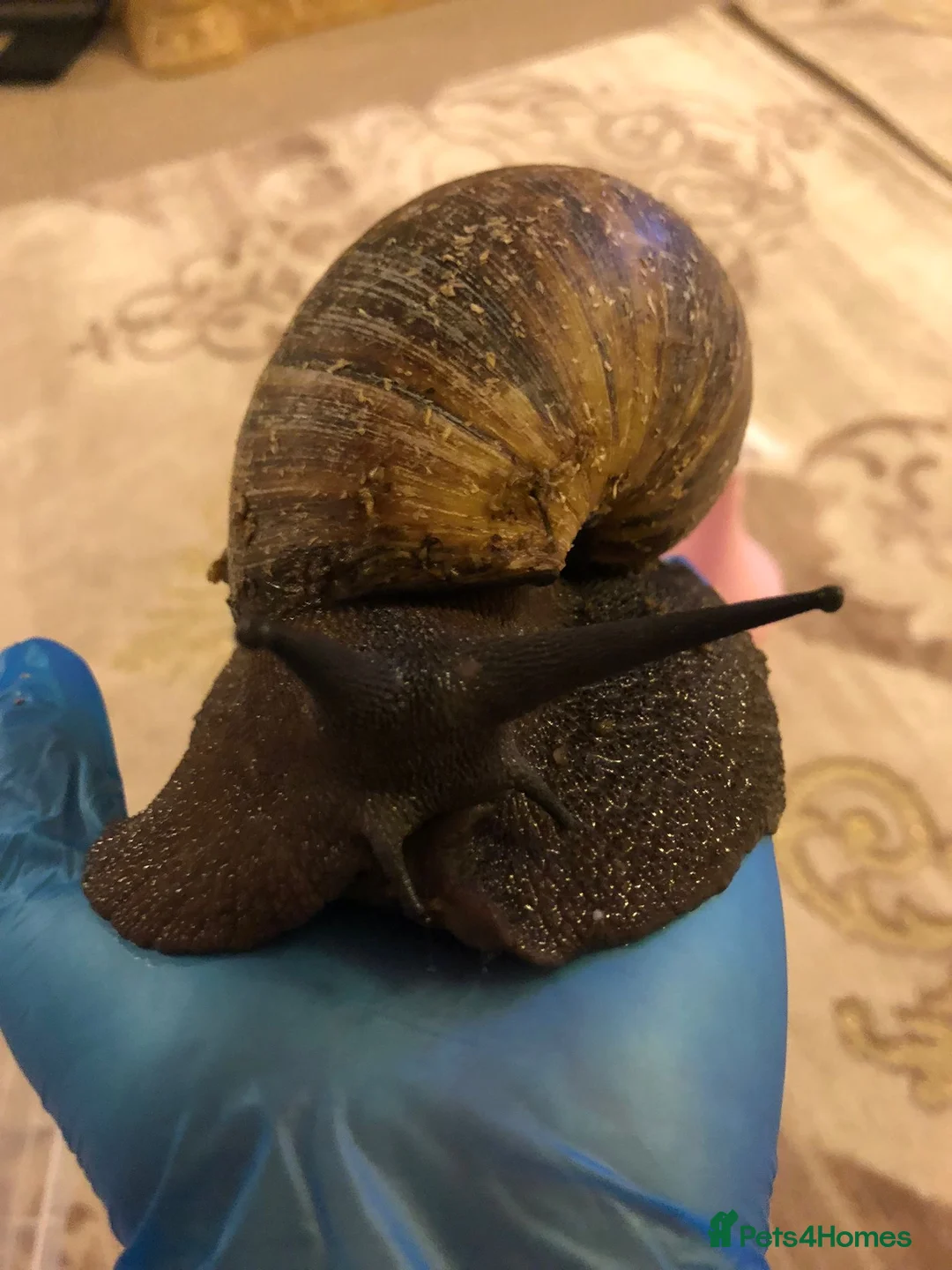 Snails invertebrates for sale: Large Ovum snails  - Advert 2