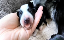 Border Collie dogs for sale: Border Collie Puppies - Image 3