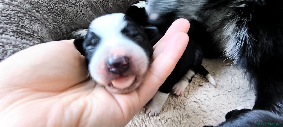 Border Collie dogs for sale: Border Collie Puppies - Image 3