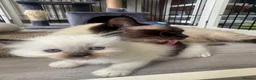 Ragdoll cats for sale: Male seal point pure-bred INDOOR ragdoll kitten  - Advert 4