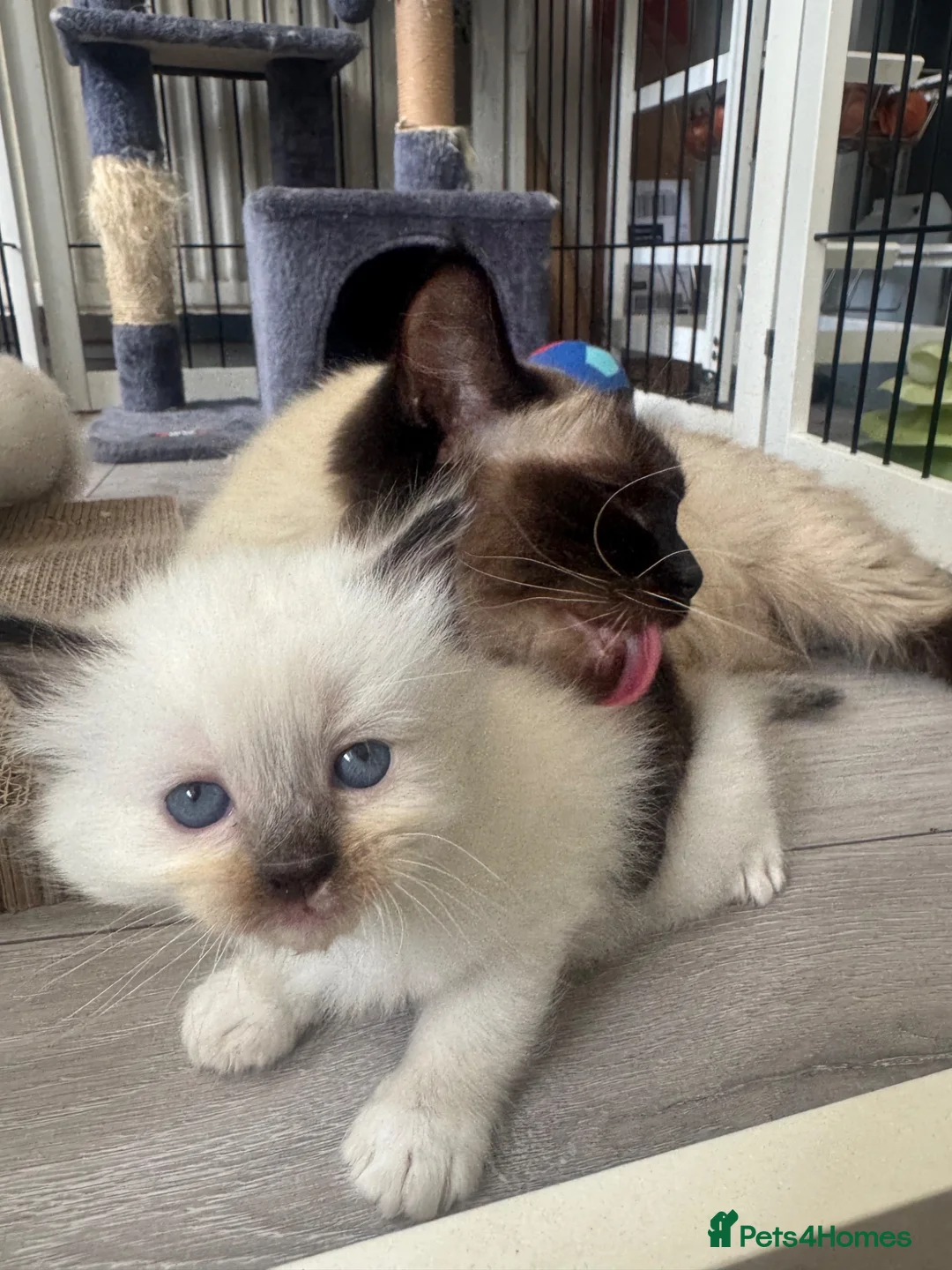 Ragdoll cats for sale: Male seal point pure-bred INDOOR ragdoll kitten  - Advert 4