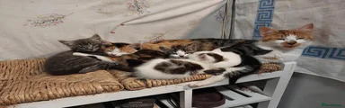 Mixed Breed 3