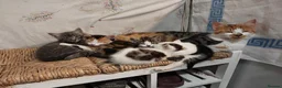 Mixed Breed cats for sale: Kittens - Advert 2