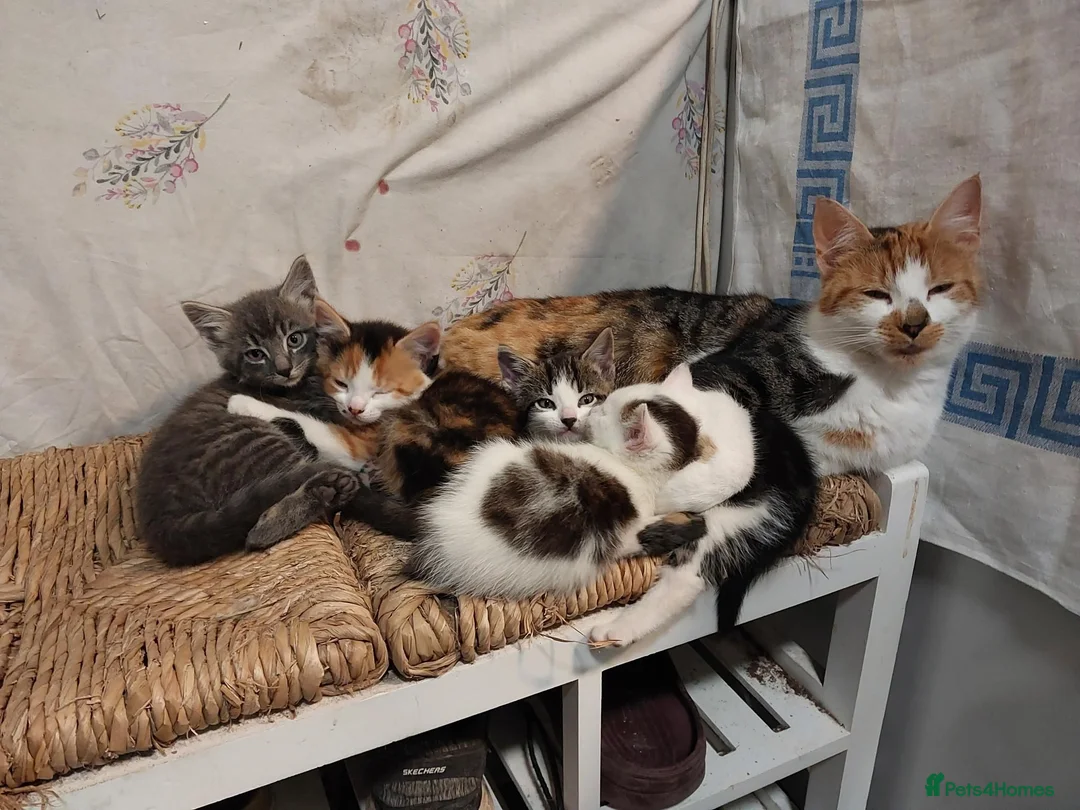Mixed Breed cats for sale: Kittens - Advert 2