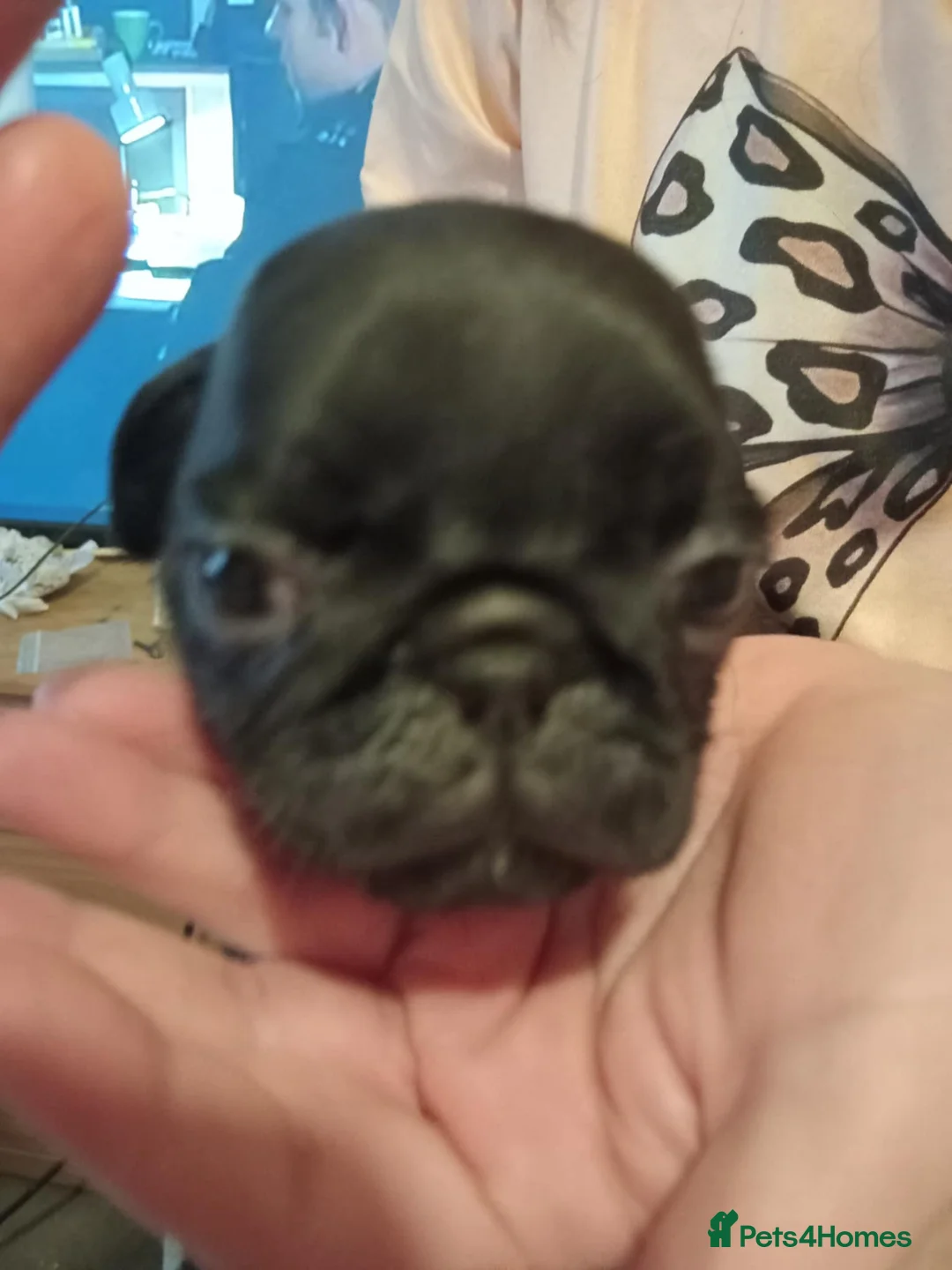 Pug dogs for sale: I have a lovely litter off pug pups for sale  - Advert 12