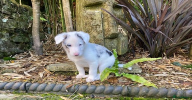 Border Collie dogs - Advert 10