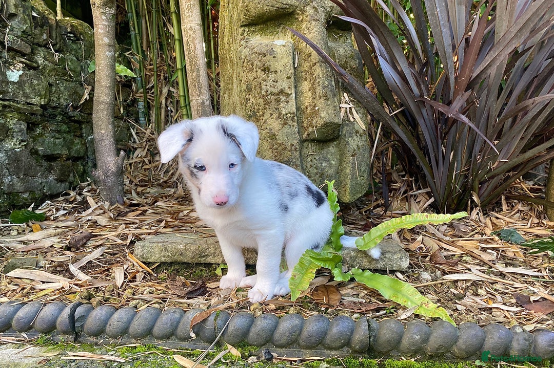 Border Collie dogs for sale: Beautiful Blue Merle collie  - Image 1