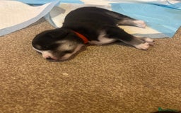 Mixed Breed dogs for sale: Huskadors/labskys - Image 6