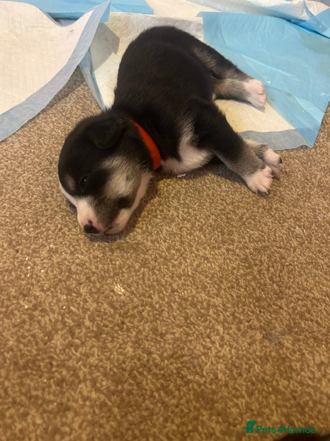 Mixed Breed dogs for sale: Huskadors/labskys - Image 6