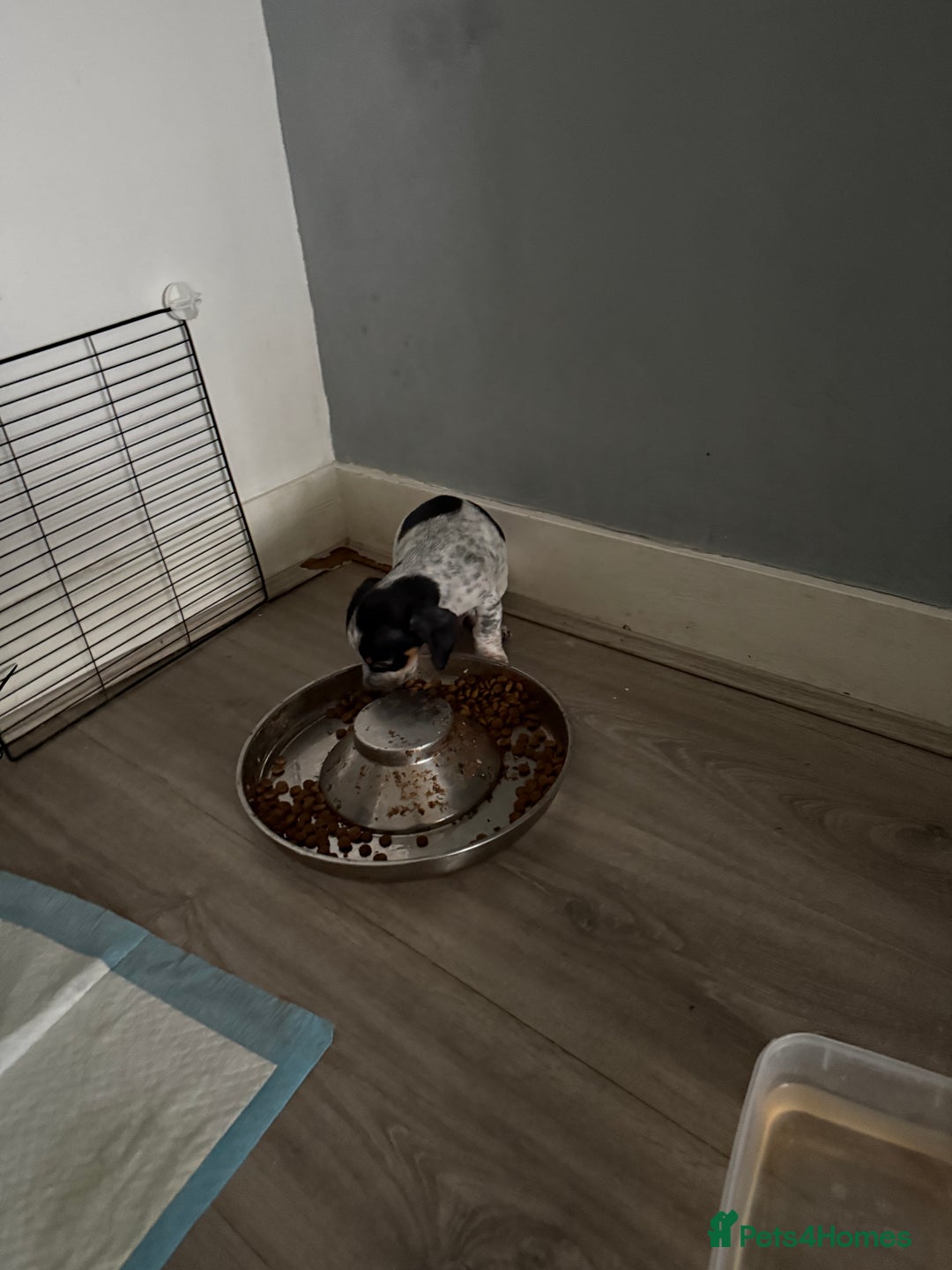 Mixed Breed dogs for sale: Doxipoo - Advert 9