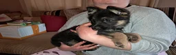 German Shepherd dogs for sale: German-shepherd-puppies  - Advert 3