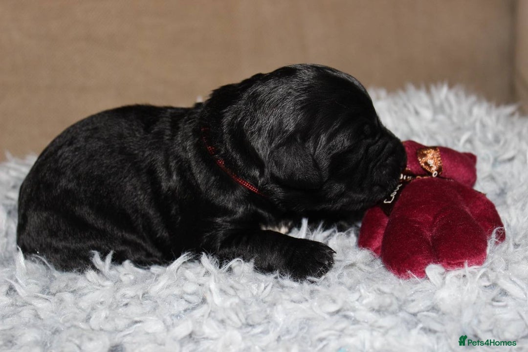 Goldendoodle dogs for sale: F1 Goldendoodle black Puppies - Advert 23