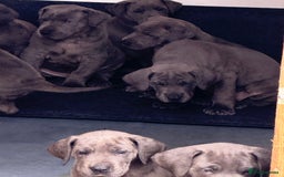 Great Dane dogs for sale: Great Dane puppies looking for forever homes  - Image 12