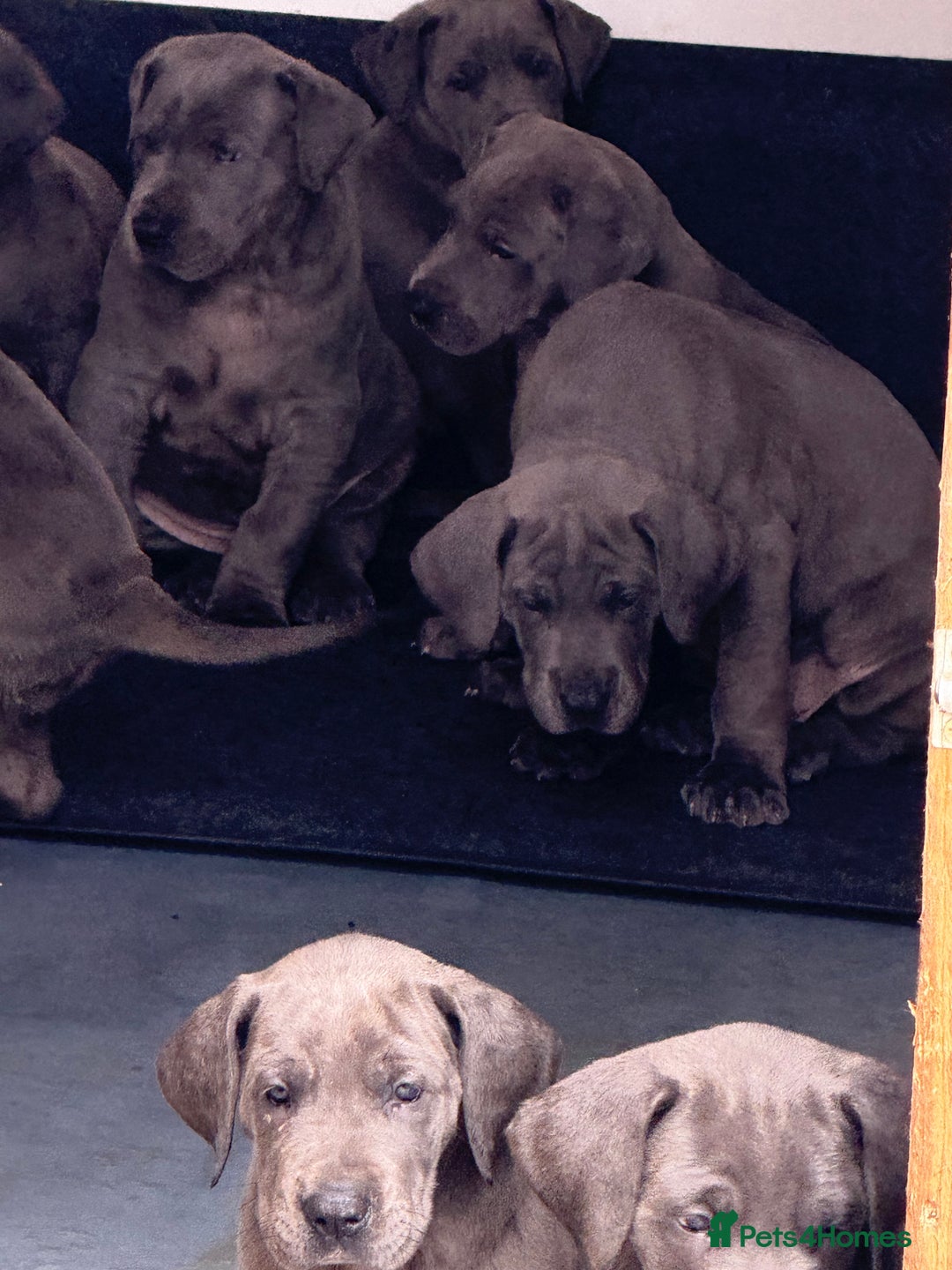 Great Dane dogs for sale: Great Dane puppies looking for forever homes  - Image 12