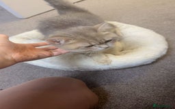 British Shorthair cats for sale: BSH beautiful kittens for sale  in Wigston - Image 12