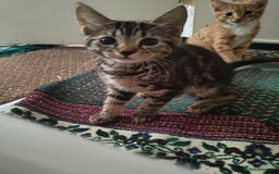 American Shorthair cats for sale: American Short hair kittens - Image 10