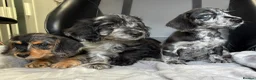 Doxiepoo dogs for sale: READY NOW  DOXIEPOOS BOTH PARENTS HEALTH TESTED  - Advert 13