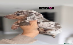 Miniature Dachshund dogs for sale: Stunning KC true miniature dachshund puppies - Image 6