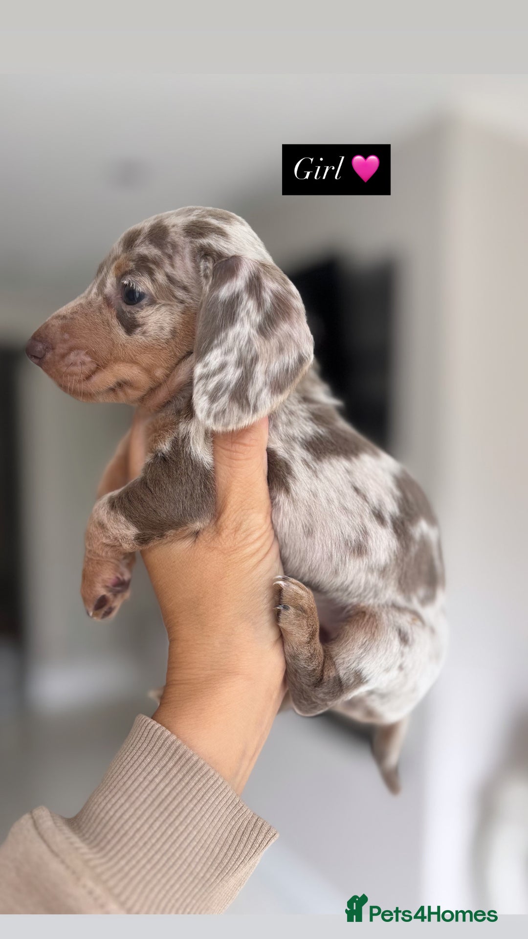 Miniature Dachshund dogs for sale: Stunning KC true miniature dachshund puppies - Image 6