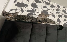 Mixed Breed cats for sale: 2 male kittens 5 month old - Image 2