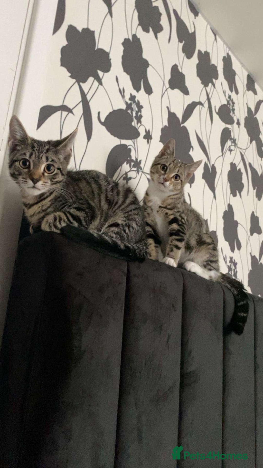 Mixed Breed cats for sale: 2 male kittens 5 month old - Image 2