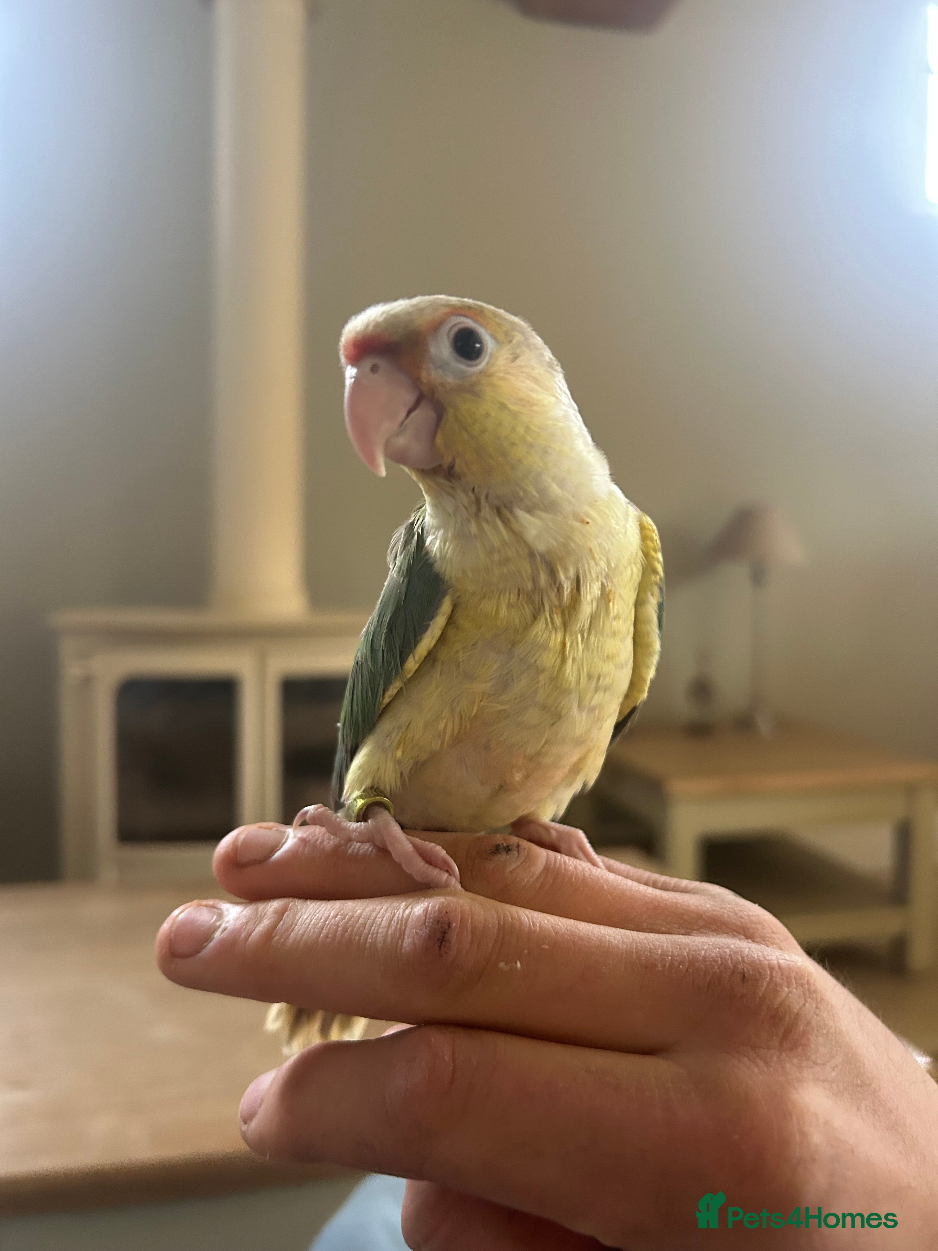 Conures birds Beautiful hand reared conures - Advert 5