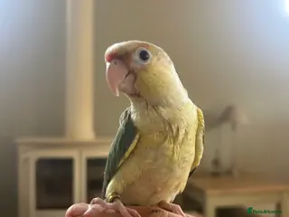 Conures birds Beautiful hand reared conures - Advert 5