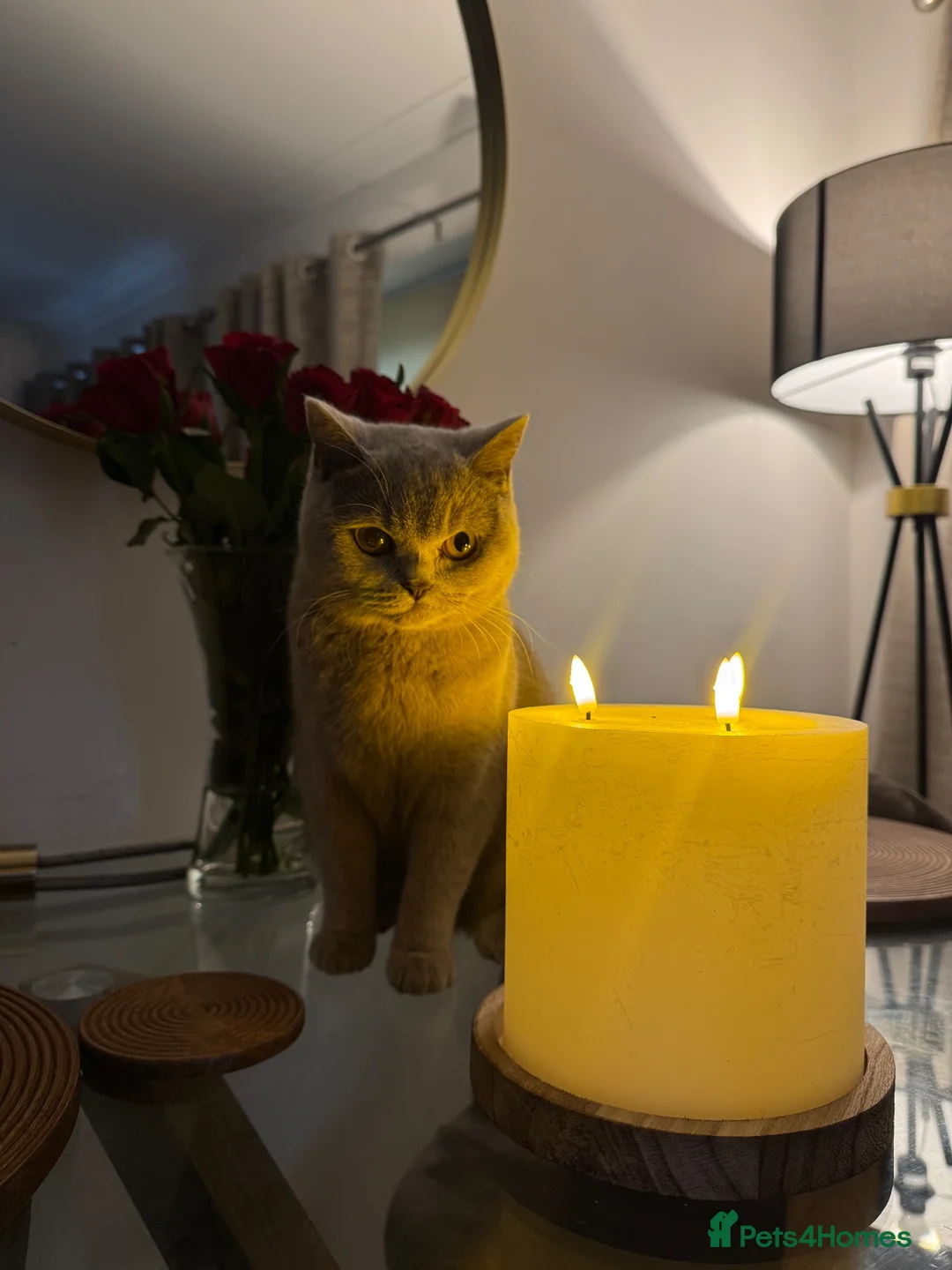 British Shorthair cats for sale: Lilac female cat  - Advert 2