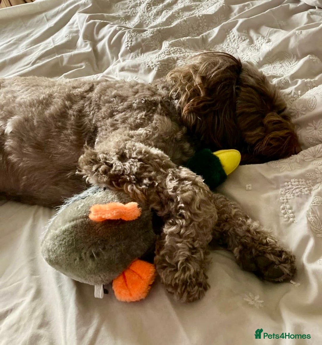 Cockapoo dogs for adoption: Rolo needs a new home! - Advert 3