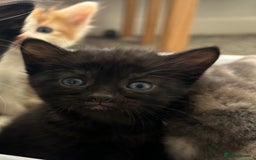 Ragdoll cats for sale: Beautiful kittens mixed colours - Image 12