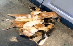 Mixed Breed cats for sale: Home Reared Kittens - Image 2