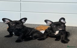 French Bulldog dogs for sale: French Bulldog Puppies 3 Months Old Girl and Boy  - Image 14