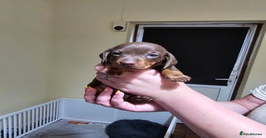 Miniature Dachshund dogs - Advert 12