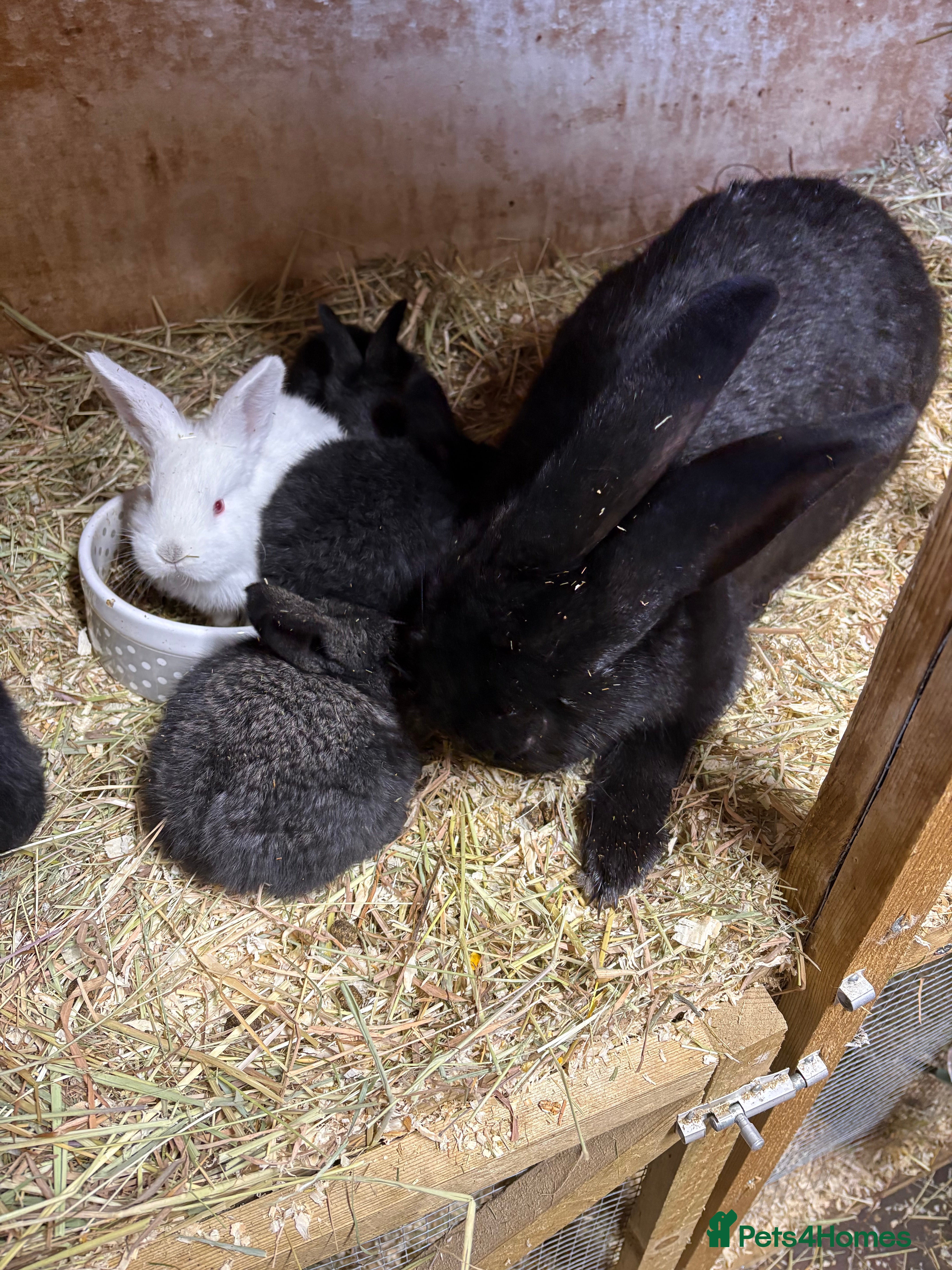 Continental Giant rabbits Continental giant rabbits  - Advert 3