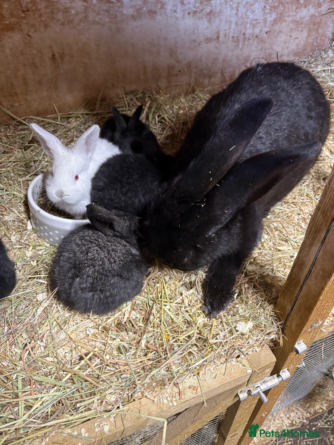 Continental Giant rabbits for sale: Continental giant rabbits  - Advert 1