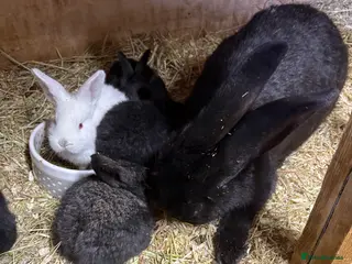 Continental Giant rabbits Continental giant rabbits - Advert 3